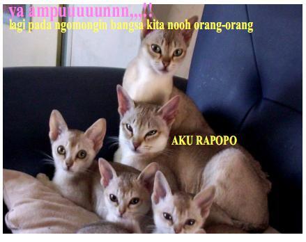 Beberapa Meme Kucing Yang Bisa Buat Agan Ngakak