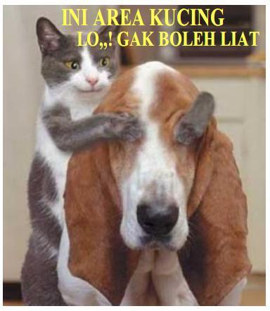 Beberapa Meme Kucing Yang Bisa Buat Agan Ngakak