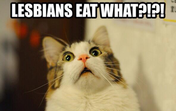 Kumpulan Meme Kucing yang Bikin Ngakak | KASKUS