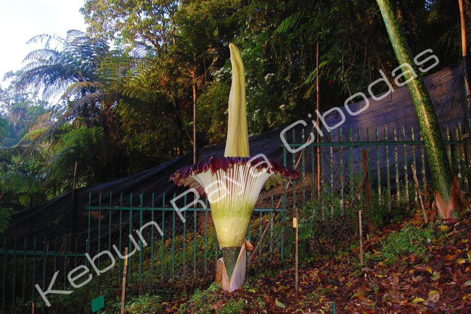 AMORPHOPHALLUS (Bunga Bangkai) Mekar di Kebun Raya Cibodas