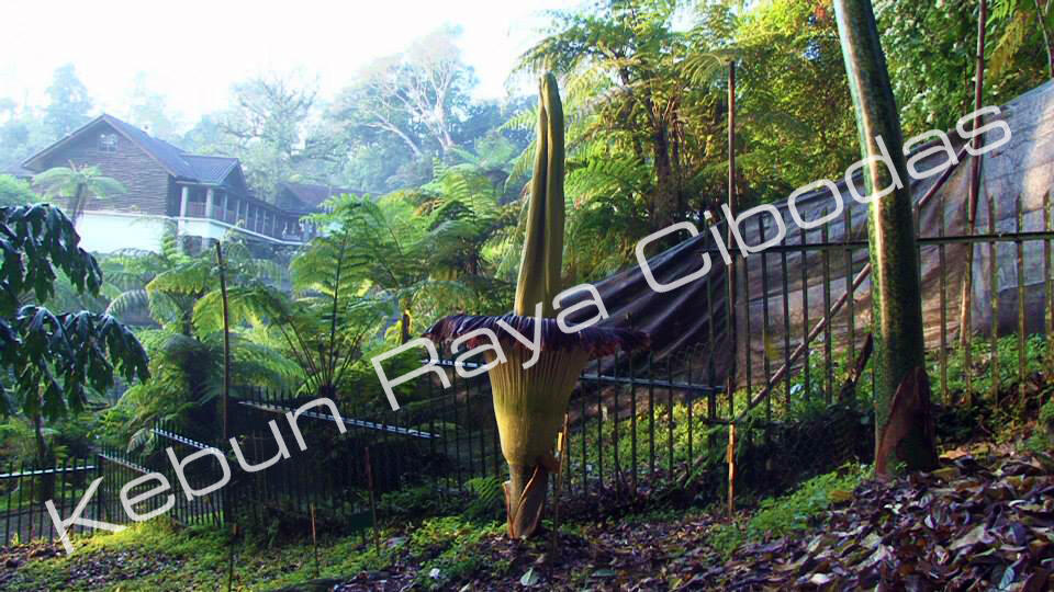 AMORPHOPHALLUS (Bunga Bangkai) Mekar di Kebun Raya Cibodas