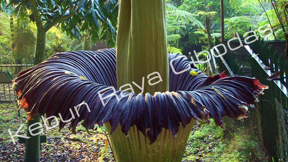 AMORPHOPHALLUS (Bunga Bangkai) Mekar di Kebun Raya Cibodas