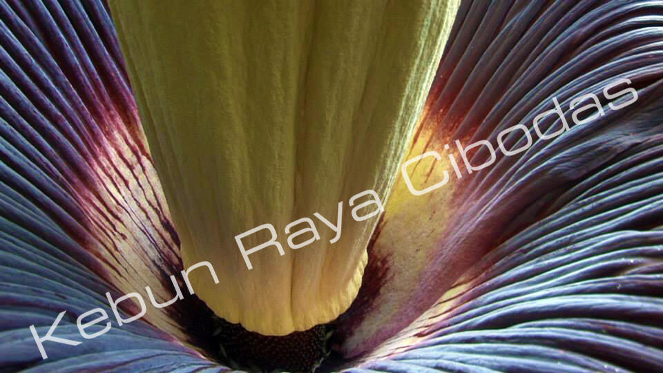 AMORPHOPHALLUS (Bunga Bangkai) Mekar di Kebun Raya Cibodas