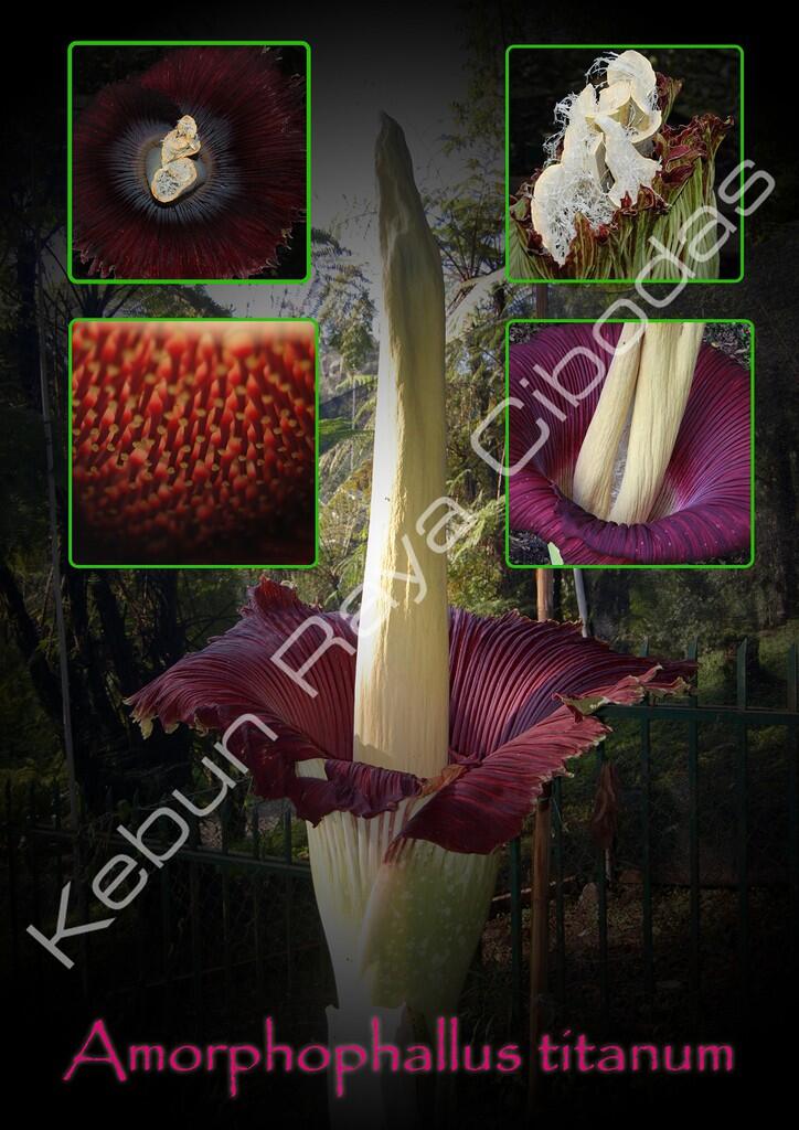 AMORPHOPHALLUS (Bunga Bangkai) Mekar di Kebun Raya Cibodas