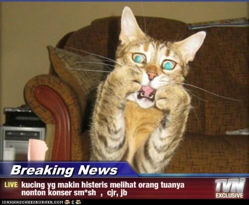 Beberapa Meme Kucing Yang Bisa Buat Agan Ngakak