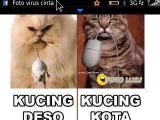 Beberapa Meme Kucing Yang Bisa Buat Agan Ngakak