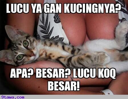 Beberapa Meme Kucing Yang Bisa Buat Agan Ngakak