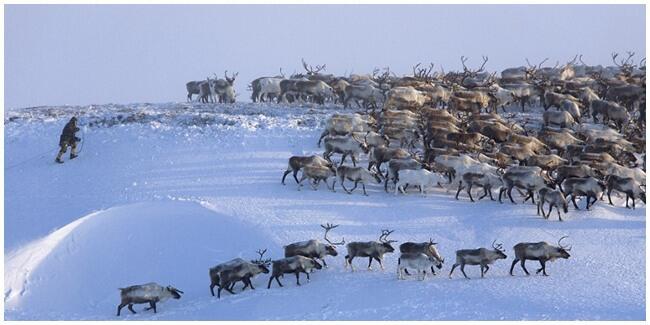 Kehidupan Kelompok Pribumi Arktik Siberia Pada Suhu -51°C