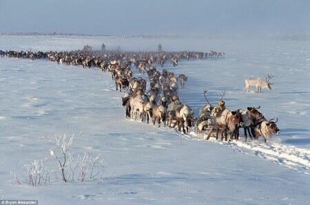 Kehidupan Kelompok Pribumi Arktik Siberia Pada Suhu -51°C
