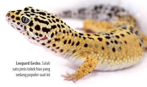 begitu cantik warna kulit tokek serta harga nya