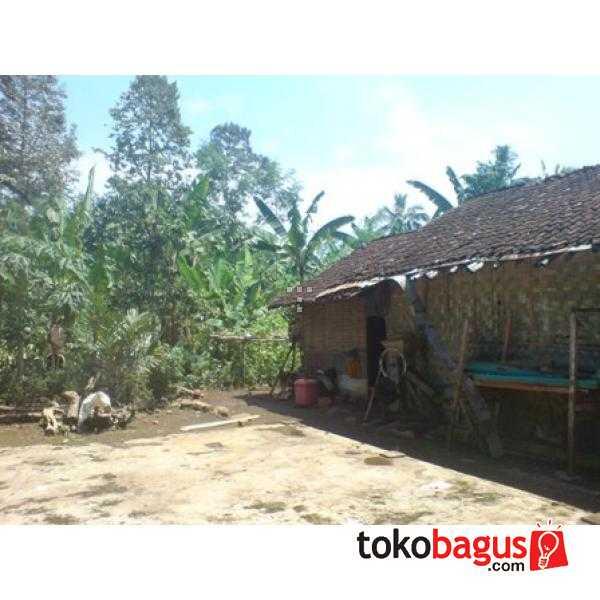 Kebun Kopi Extra Luas Di Tanggul Jember ( Termurah)