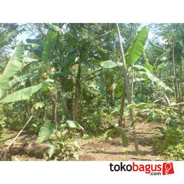 Kebun Kopi Extra Luas Di Tanggul Jember ( Termurah)