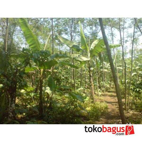 Kebun Kopi Extra Luas Di Tanggul Jember ( Termurah)