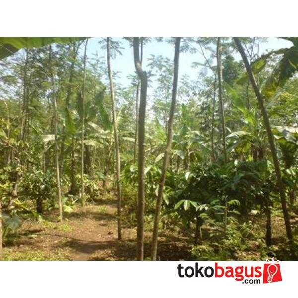 Kebun Kopi Extra Luas Di Tanggul Jember ( Termurah)