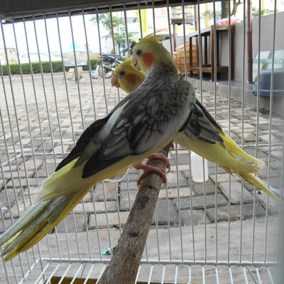 FALK AUSTRALI SEPASANG CAKEP