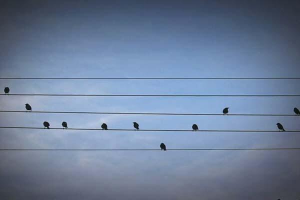 Komposer menciptakan Musik Berdasarkan Formasi Burung Yg Bertengger di Kabel Listrik