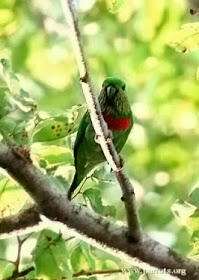 &quot;Burung Nuri&quot; Burung Cantik Yang Terancam Punah