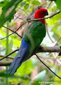 &quot;Burung Nuri&quot; Burung Cantik Yang Terancam Punah