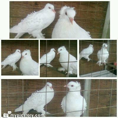 Jenis-Jenis merpati Hias