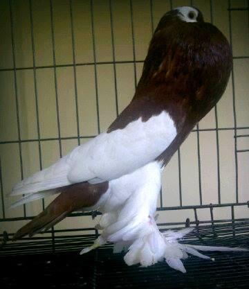 Jenis-Jenis merpati Hias