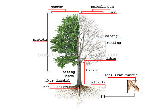 Dari Sisi Mana Agan Melihat Pohon?