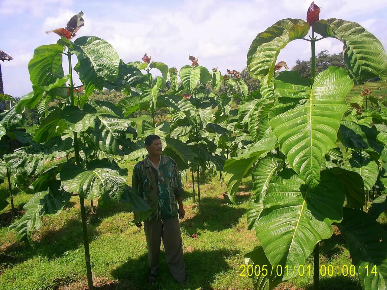 Dari Sisi Mana Agan Melihat Pohon?