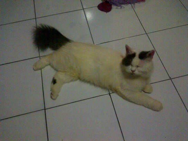 Berita Kehilangan Kucing Persia Jogja