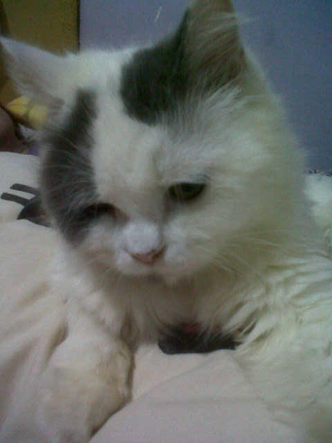 Berita Kehilangan Kucing Persia Jogja