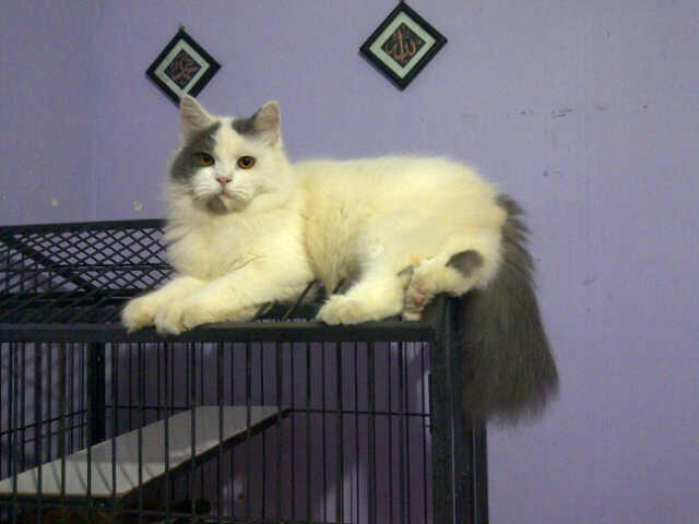 Berita Kehilangan Kucing Persia Jogja