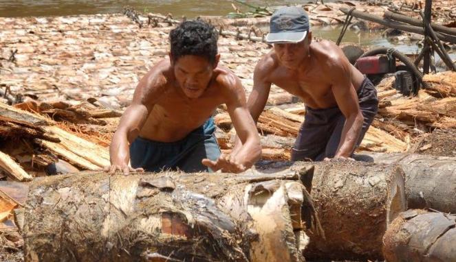 &#91;Yuk Mengolah Sagu&#93; 92 Persen Lahan Sagu di Indonesia Terlantar