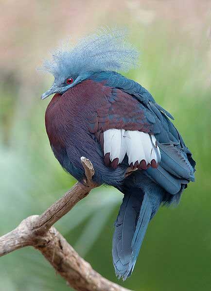 Gan alasan lain kenapa papua di bilang SURGA !! &quot; BIRD PARADISE&quot;