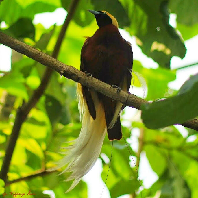 Gan alasan lain kenapa papua di bilang SURGA !! &quot; BIRD PARADISE&quot;