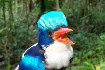 Gan alasan lain kenapa papua di bilang SURGA !! &quot; BIRD PARADISE&quot;