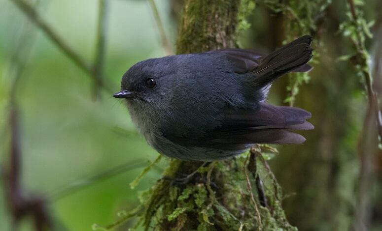 Gan alasan lain kenapa papua di bilang SURGA !! &quot; BIRD PARADISE&quot;