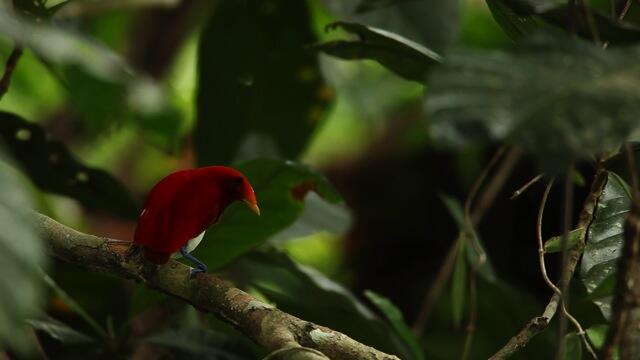 Gan alasan lain kenapa papua di bilang SURGA !! &quot; BIRD PARADISE&quot;