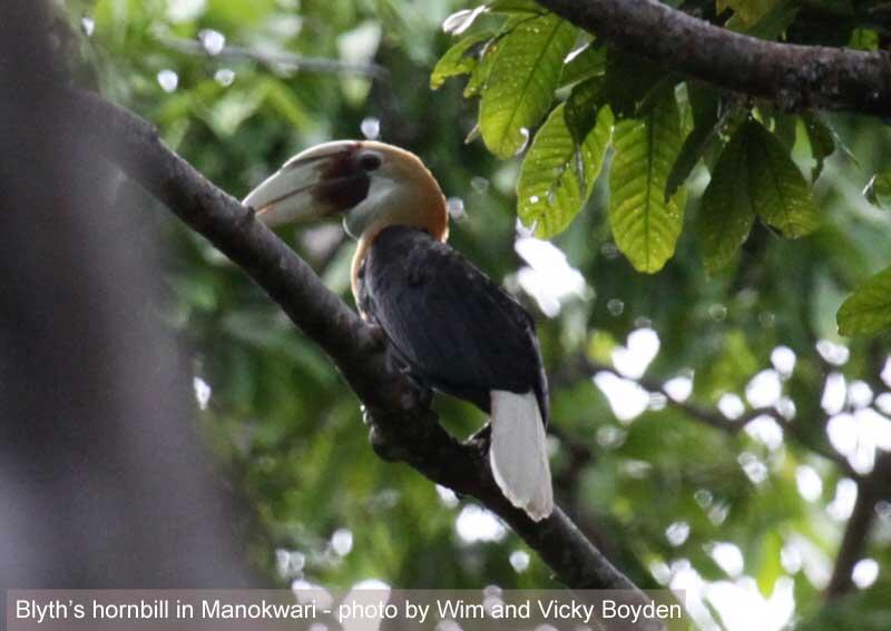 Gan alasan lain kenapa papua di bilang SURGA !! &quot; BIRD PARADISE&quot;