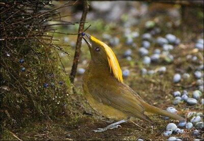 Gan alasan lain kenapa papua di bilang SURGA !! &quot; BIRD PARADISE&quot;