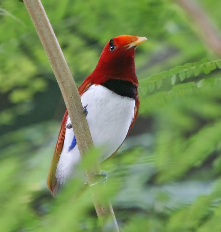 Gan alasan lain kenapa papua di bilang SURGA !! &quot; BIRD PARADISE&quot;