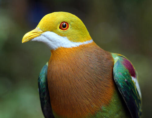 Gan alasan lain kenapa papua di bilang SURGA !! &quot; BIRD PARADISE&quot;