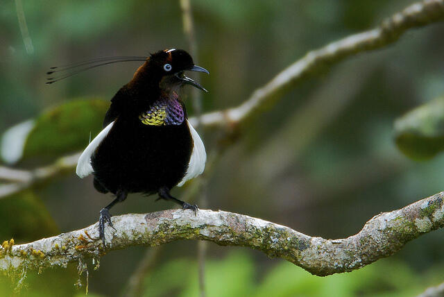 Gan alasan lain kenapa papua di bilang SURGA !! &quot; BIRD PARADISE&quot;