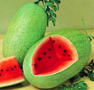 Terjual oOoOo \u0026gt;\u0026gt; BENIH BIJI TANAMAN BUAH BUAHAN Terjual oOoOo \u0026gt;\u0026gt; BENIH BIJI TANAMAN BUAH BUAHAN