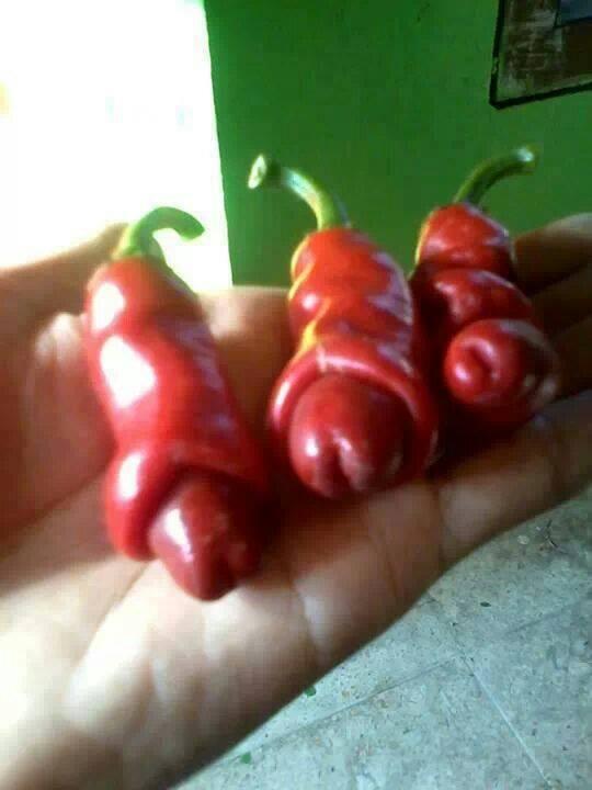 Ini Cabe Beneran, Bukan Cabe-Cabean