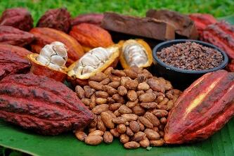 Perbedaan Cacao Dan Cocoa