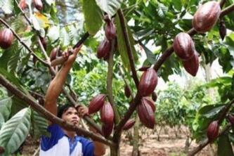 Perbedaan Cacao Dan Cocoa