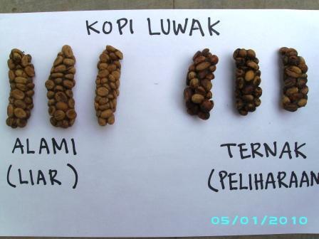 Rahasia Dibalik Secangkir KOPI LUWAK