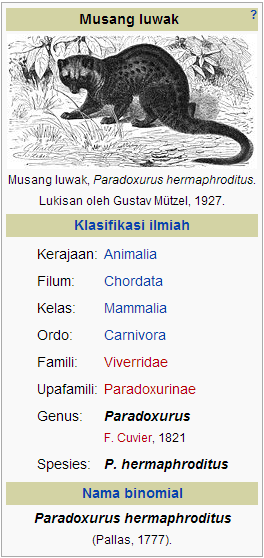 Rahasia Dibalik Secangkir KOPI LUWAK