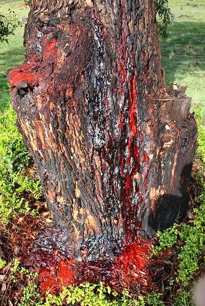 Pohon yang Mengeluarkan Darah 