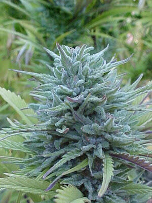 10 Pohon Hasil Turunan Ganja