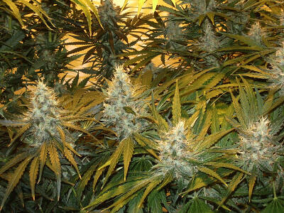 10 Pohon Hasil Turunan Ganja