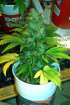 10 Pohon Hasil Turunan Ganja